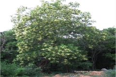 Acacia auriculiformis